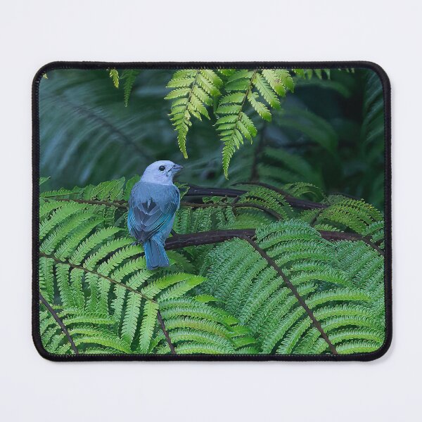 Item preview, Grey Blue Tanager designed and sold by SuddenJim.