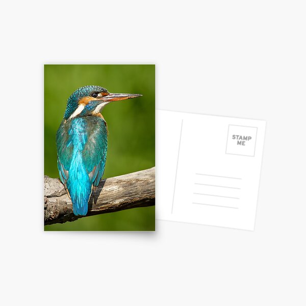 Item preview, Kingfisher designed and sold by Steve Miller.