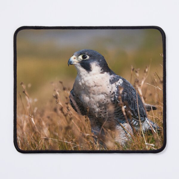 Item preview, Peregrine Falcon close-up designed and sold by Steve Miller.