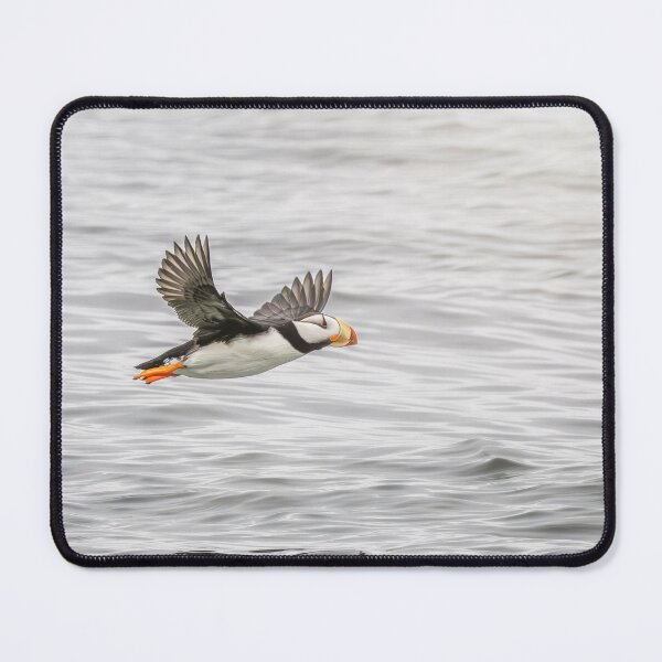 Item preview, Horned Puffin In Flight 2 Alaska designed and sold by PhotoArt by Joan Carroll.
