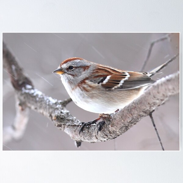 Item preview, American Tree Sparrow designed and sold by James Cumming.