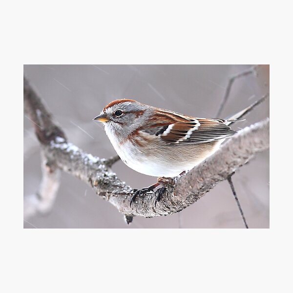 Item preview, American Tree Sparrow designed and sold by James Cumming.