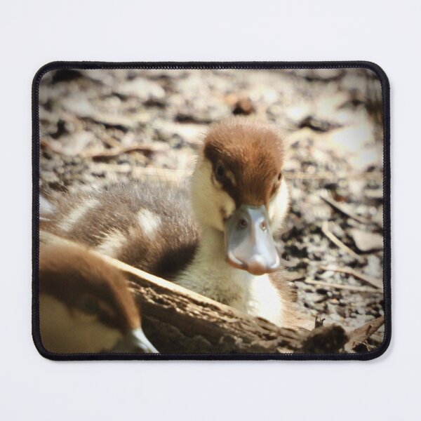 Item preview, Radjah Shelduck duckling stare at camera designed and sold by Mark Grimsley.