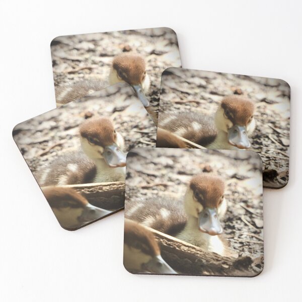 Item preview, Radjah Shelduck duckling stare at camera designed and sold by Mark Grimsley.