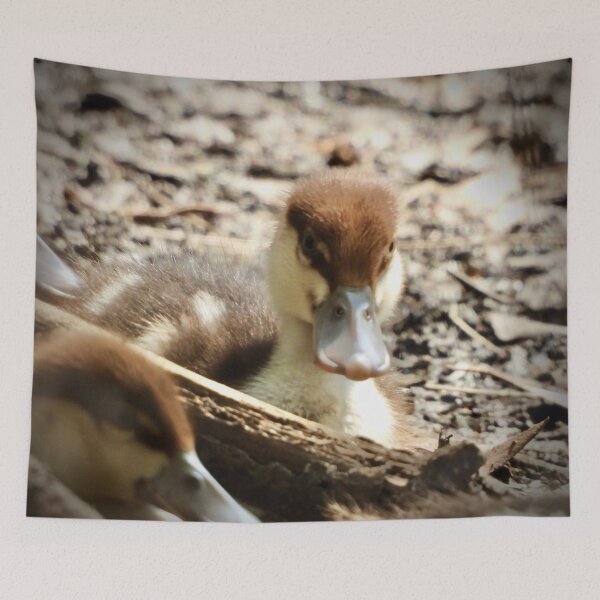 Item preview, Radjah Shelduck duckling stare at camera designed and sold by Mark Grimsley.