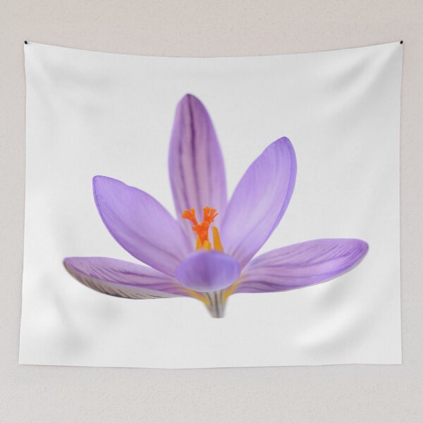 Item preview, Crocus corsicus  AGM	  Corsican crocus   designed and sold by Chris Burrows.