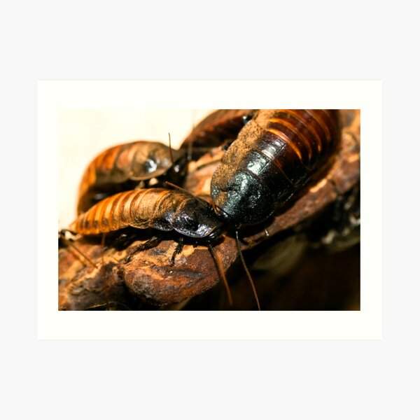 Madagascar Hissing Cockroach Art Print