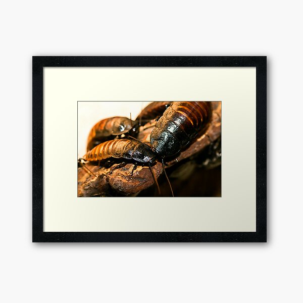 Madagascar Hissing Cockroach Framed Art Print