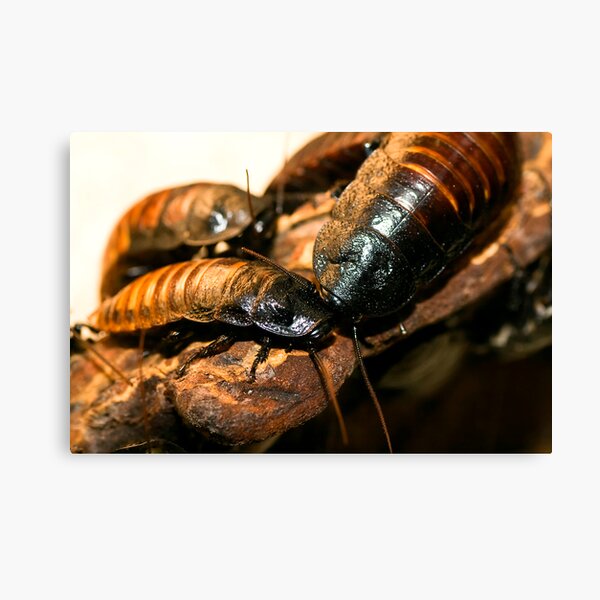 Madagascar Hissing Cockroach Canvas Print
