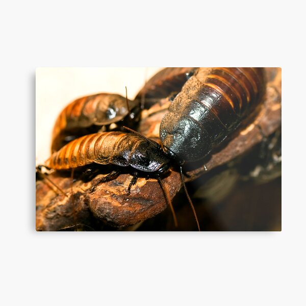 Madagascar Hissing Cockroach Metal Print