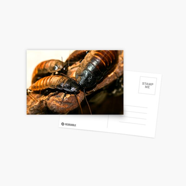 Madagascar Hissing Cockroach Postcard