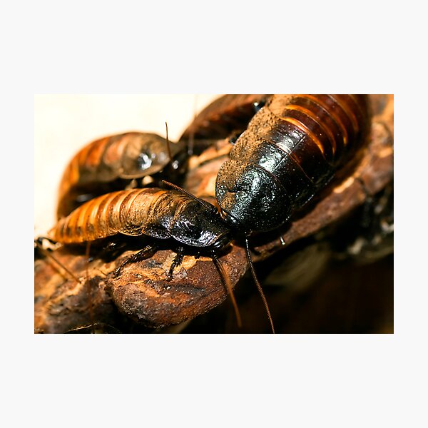 Madagascar Hissing Cockroach Photographic Print