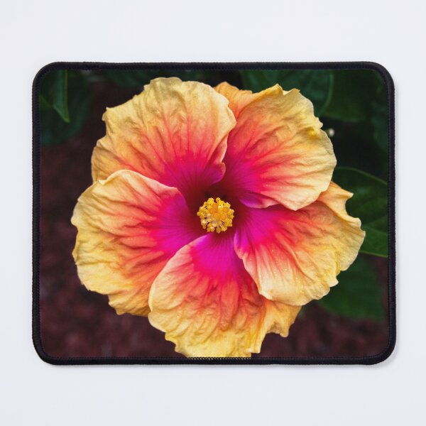 Item preview, Hibiscus, Queensland designed and sold by Kate Powick.