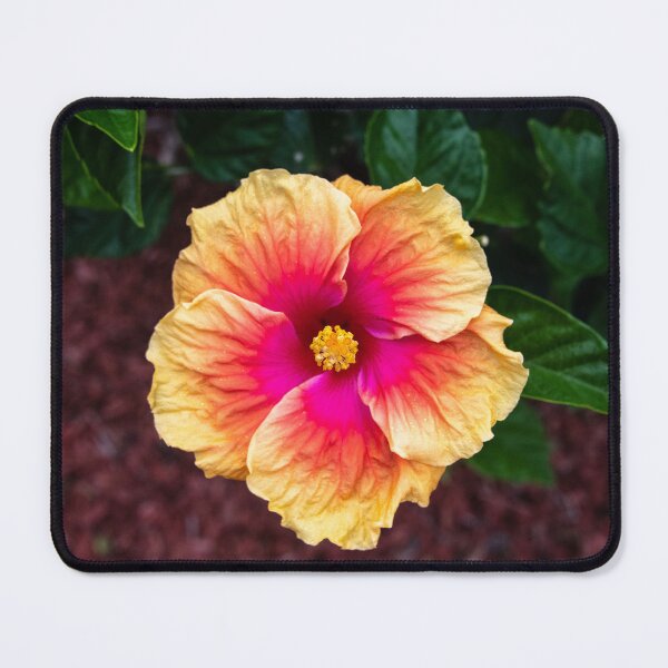 Item preview, Hibiscus, Far North Queensland designed and sold by Kate Powick.