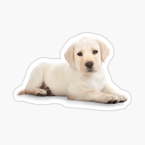 best selling puppies