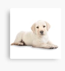 Puppy! Metal Print