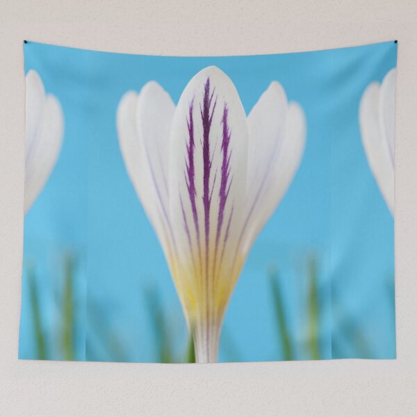 Item preview, Crocus versicolor  'Picturatus'   designed and sold by Chris Burrows.