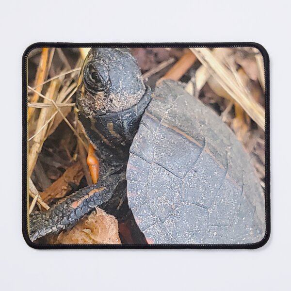 Item preview, Baby Snapping Turtle  designed and sold by etherealwonders.
