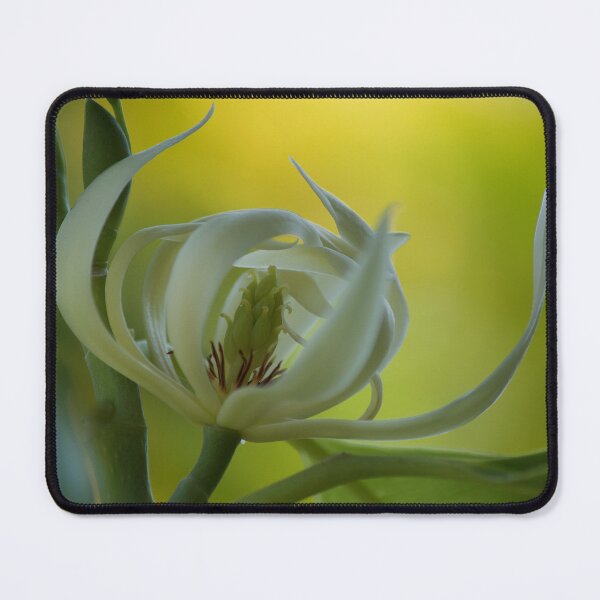 Item preview, Magnolia Alba designed and sold by Kim Chi Thai.