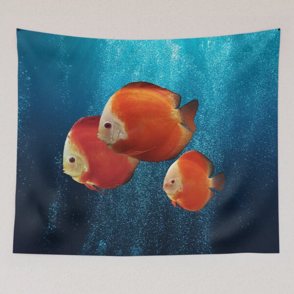 Item preview, DISCUS FISH - Red Melon Discus Fish designed and sold by Danicus666.