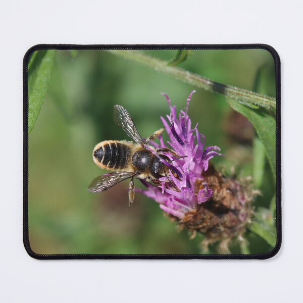Item preview, Leafcutter bee on a thistle designed and sold by GreyFeatherPhot.
