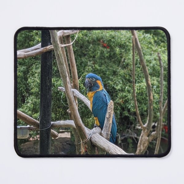 Item preview, Tired Blue-throated Macaw designed and sold by TheRealDanniX.