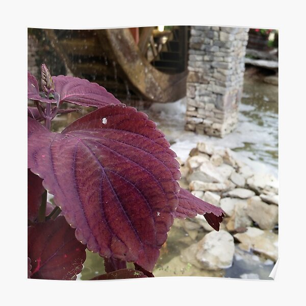 Purple Flower By Water Wheel Poster