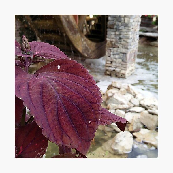 Purple Flower By Water Wheel Photographic Print