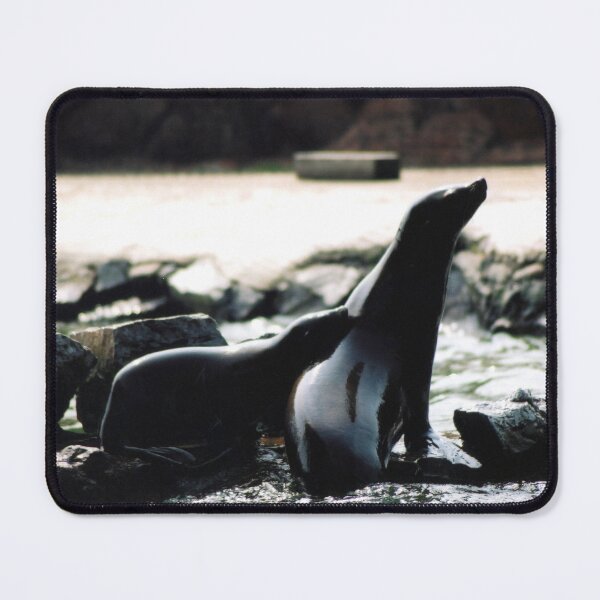 Item preview, Snuggling Seals designed and sold by StelleryART.