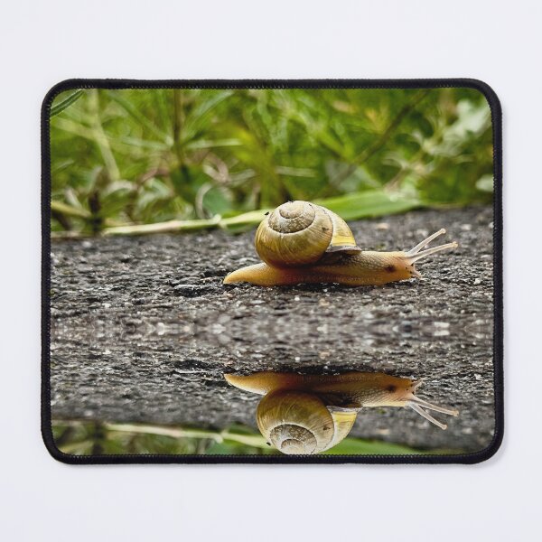 Item preview, Exacta designed and sold by Steve Walser.