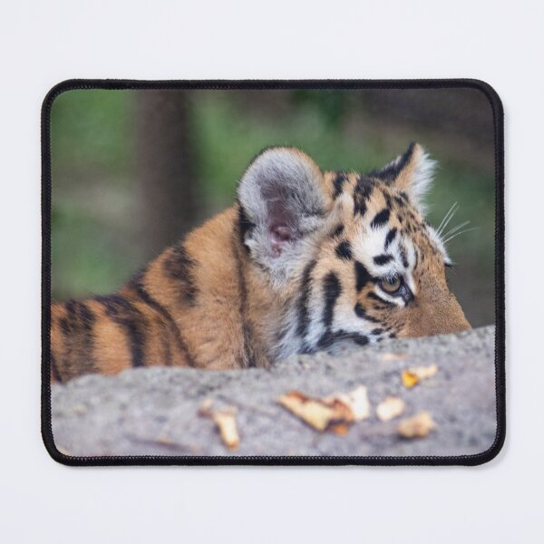 Item preview, bebe Amur Tiger looking designed and sold by Raven-Creative.