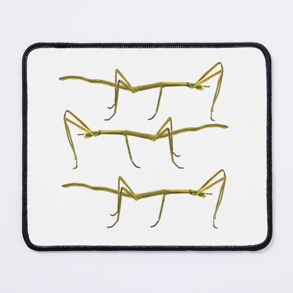 Item preview, S is for Stick Insect, Stick Insect – Camouflaged Master of the Insect World Illustration designed and sold by PrettylittlepastelUk.