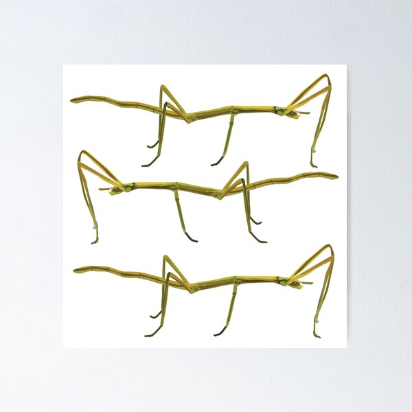 Item preview, S is for Stick Insect, Stick Insect – Camouflaged Master of the Insect World Illustration designed and sold by PrettylittlepastelUk.