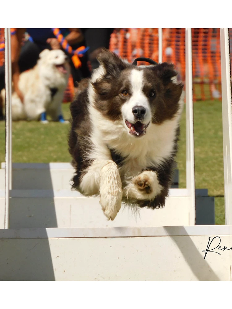 Thumbnail 5 of 5, iPhone Case, Border Collie designed and sold by RREID84.