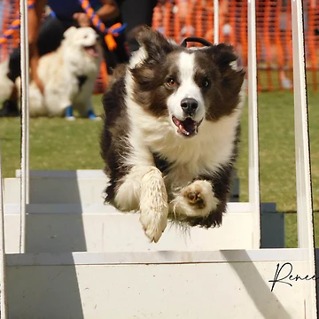 Artwork thumbnail, Border Collie by RREID84