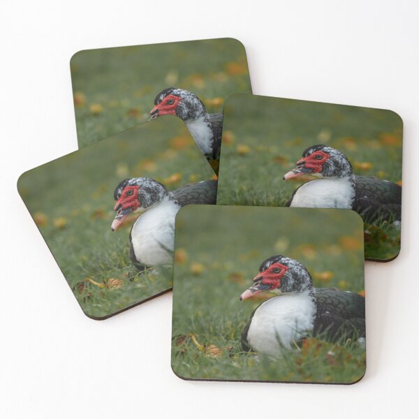 Item preview, Muscovy duck lying down in the grass. designed and sold by RobThorley.