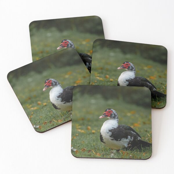 Item preview, Muscovy duck standing in the grass. designed and sold by RobThorley.