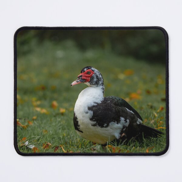 Item preview, Muscovy duck standing in the grass. designed and sold by RobThorley.