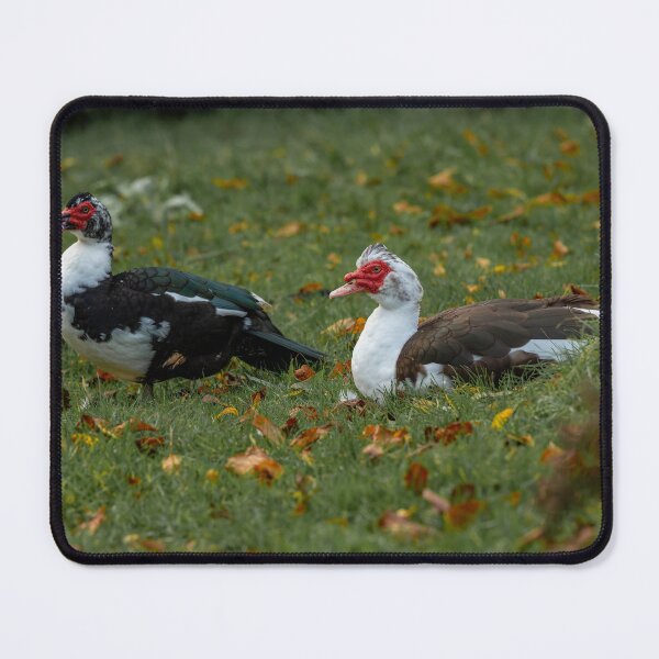 Item preview, Two Muscovy ducks in a grass meadow designed and sold by RobThorley.