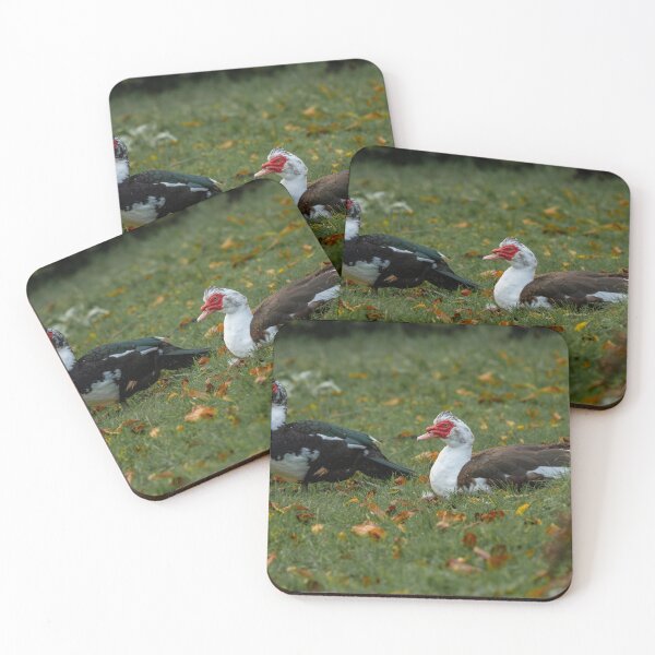 Item preview, Two Muscovy ducks in a grass meadow designed and sold by RobThorley.