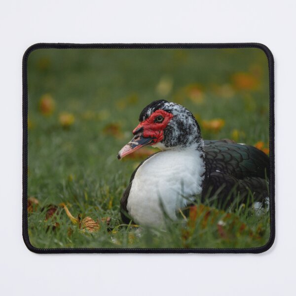 Item preview, Muscovy duck lying down in the grass. designed and sold by RobThorley.