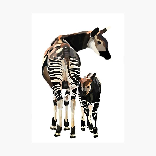 Okapi and Calf Photographic Print