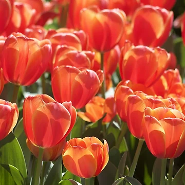 Artwork thumbnail, TULIP FIELD RED by RREID84