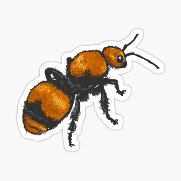 Item preview, Mutillidae - Dasymutilla occidentalis designed and sold by PrettyPolistes.