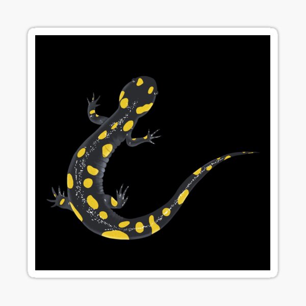 Spotted Salamander Sticker