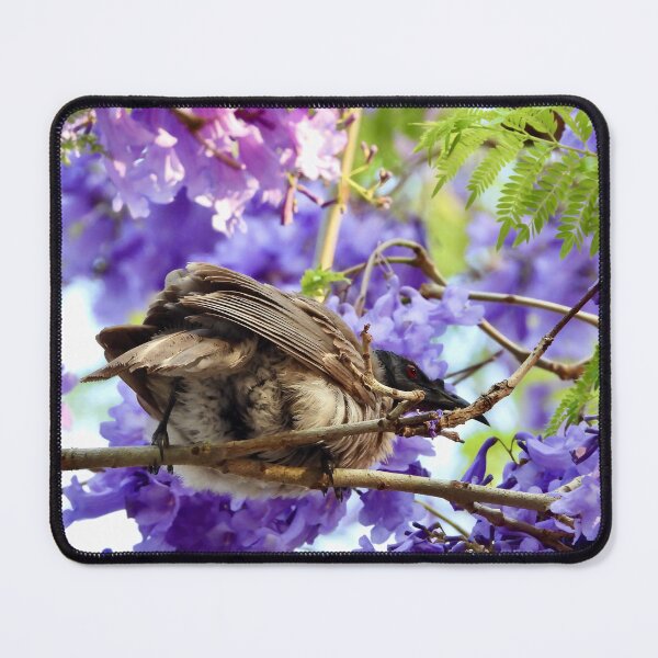 Item preview, Noisy Friarbird in purple Jacaranda tree designed and sold by Mark Grimsley.