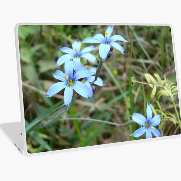 Blue-eyed Grass Laptop Skin