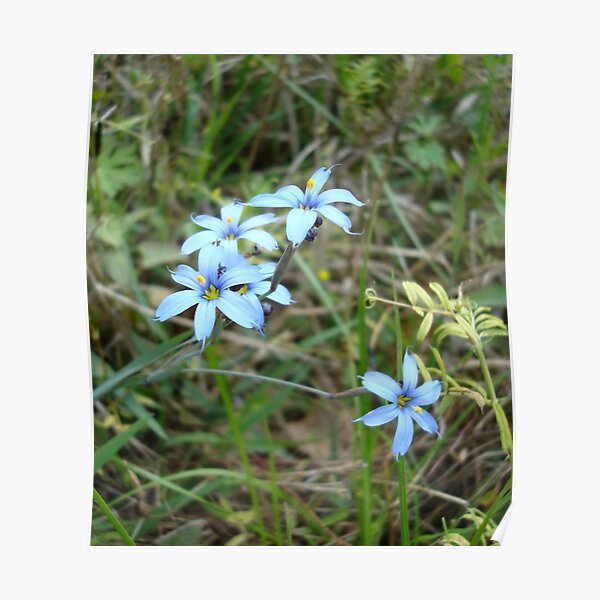 Blue-eyed Grass Poster