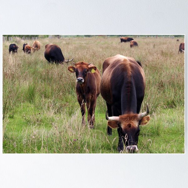 Item preview, Cow with horns - brown cow designed and sold by animal-animal.