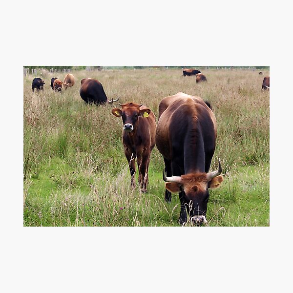 Item preview, Cow with horns - brown cow designed and sold by animal-animal.